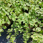 Zimozeleň väčšia (Vinca major)  ´VARIEGATA´ ∅ 30-50 cm, kont. C1.5L 